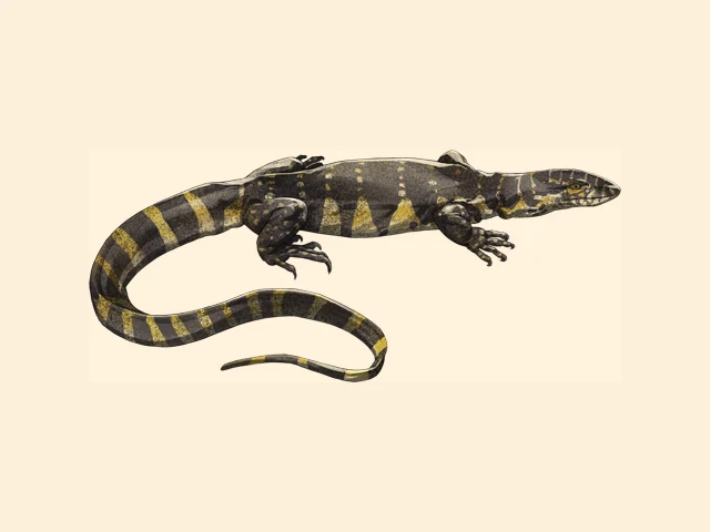 Nile Monitor