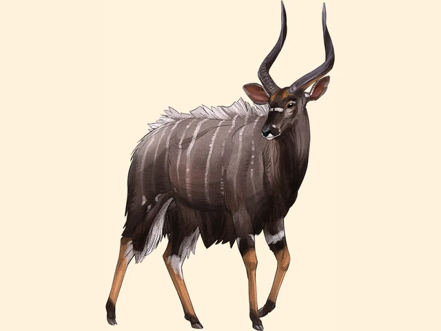 Nyala