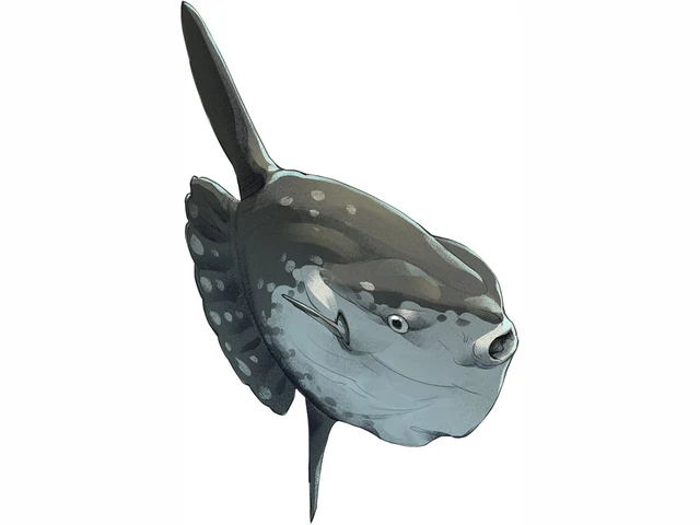 Ocean Sunfish