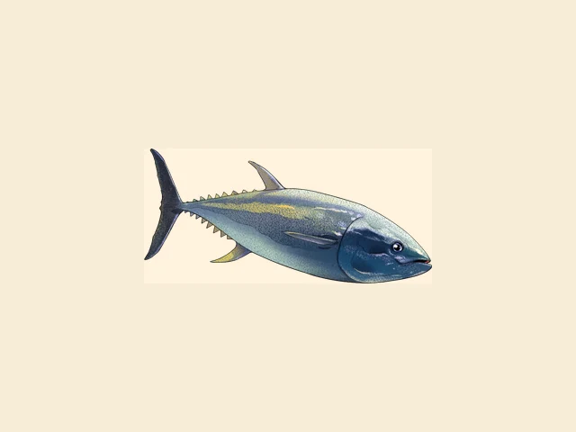 Pacific Bluefin Tuna