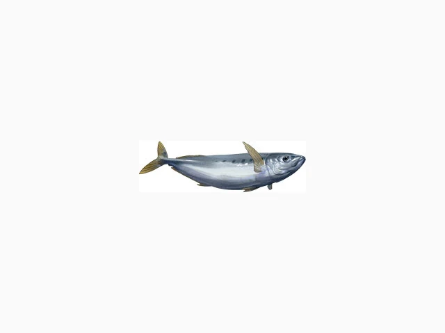 Pacific Sardine