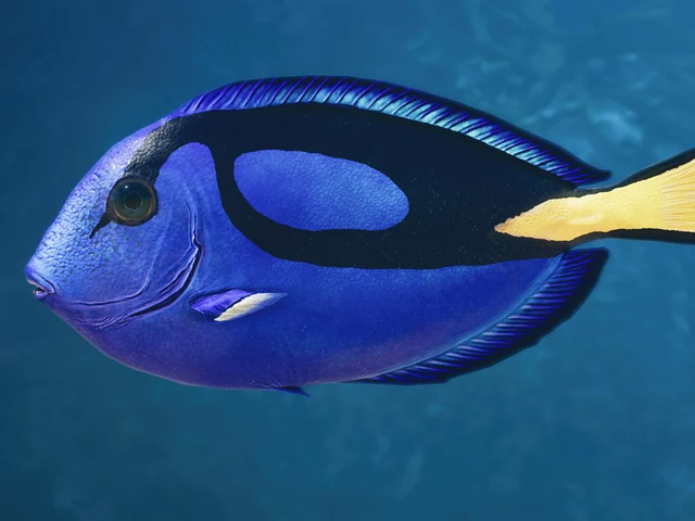 Palette Surgeonfish