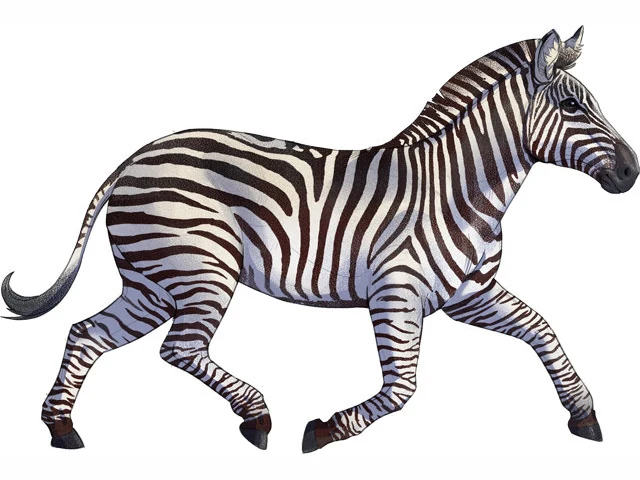Plains Zebra