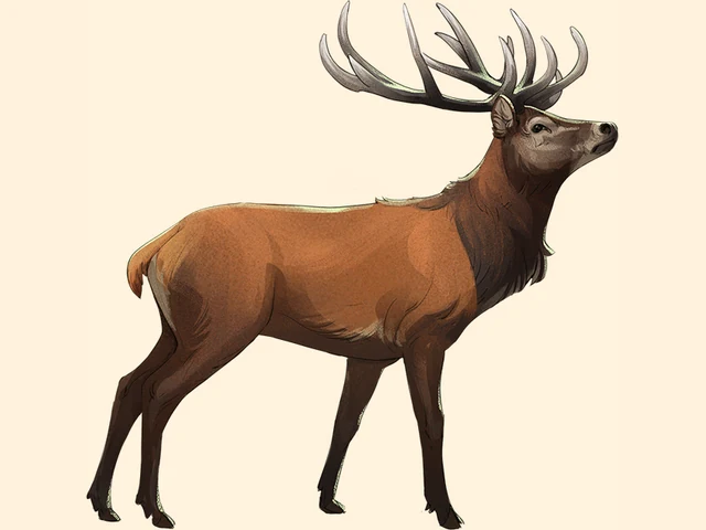 Red Deer