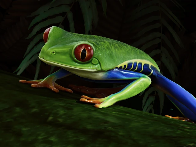 Red Eyed Tree Frog