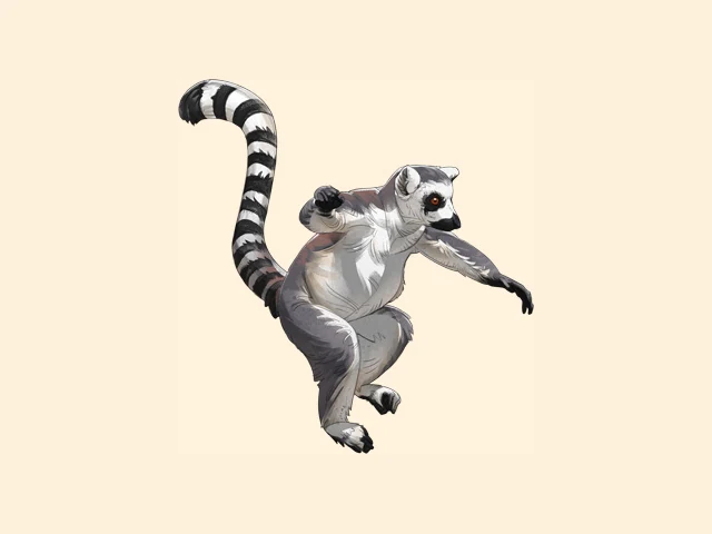 Ring Tailed Lemur