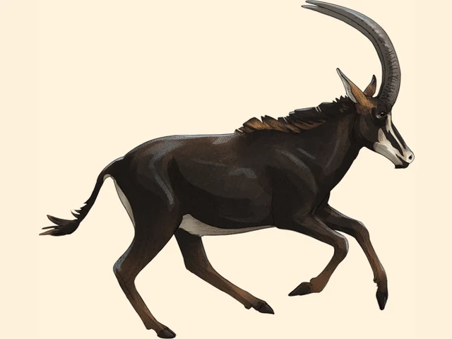 Sable Antelope