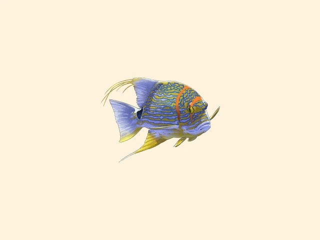 Sailfin Snapper