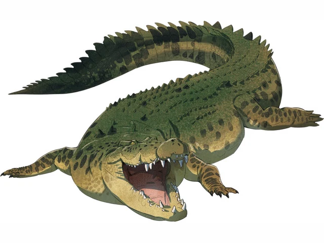 Saltwater Crocodile