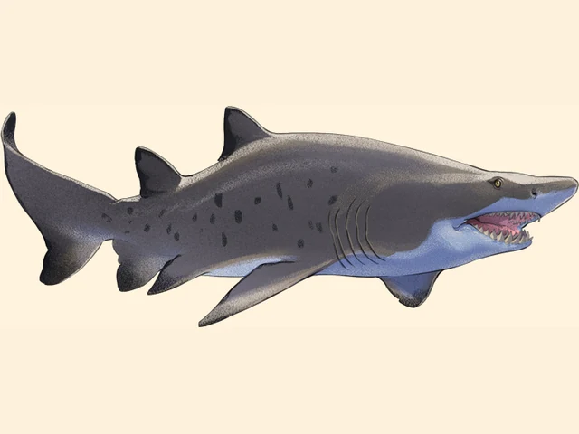 Sand Tiger Shark