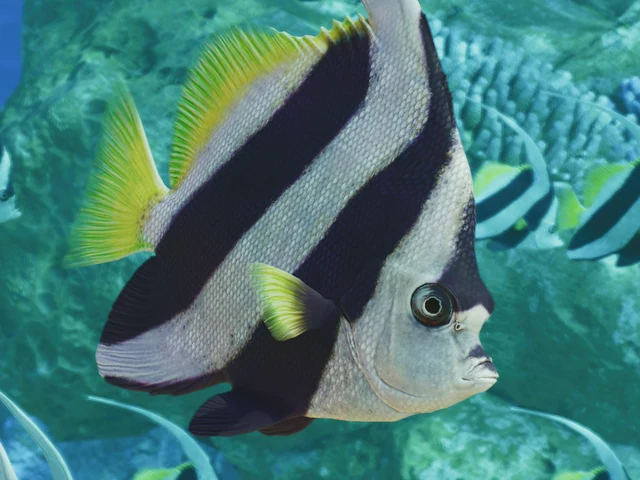 Schooling Bannerfish