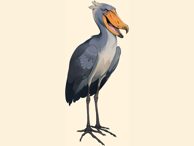 Shoebill