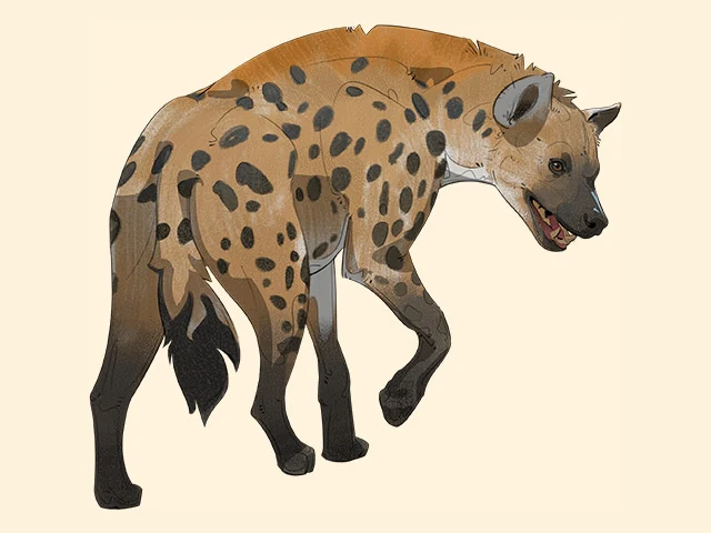Spotted Hyena