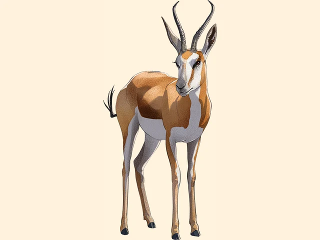 Springbok