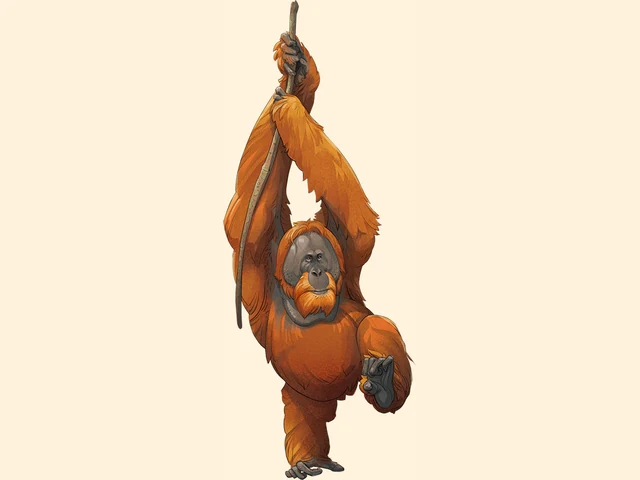 Sumatran Orangutan
