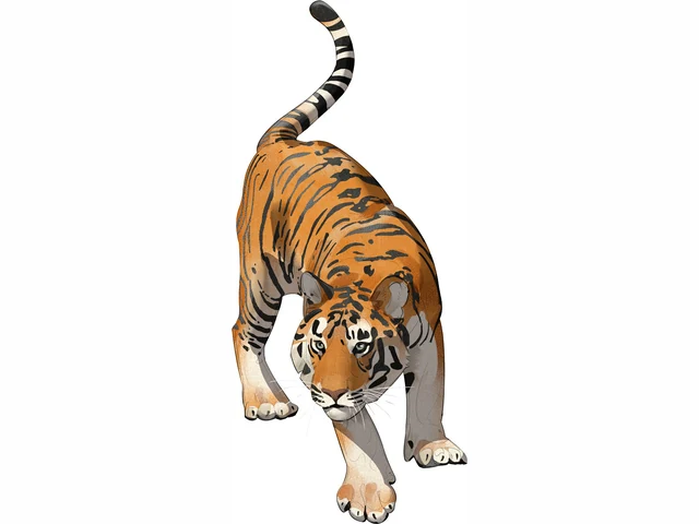 Sumatran Tiger
