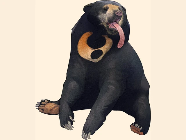 Sun Bear