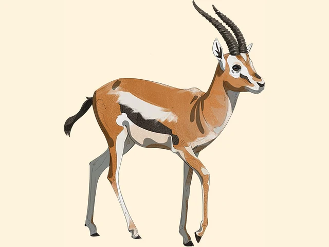 Thomson's Gazelle