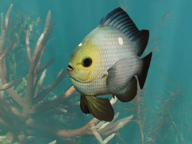 Threespot Damselfish