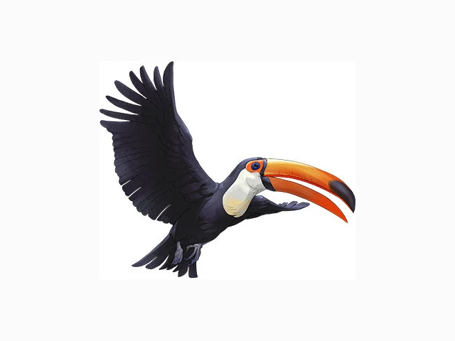 Toco Toucan