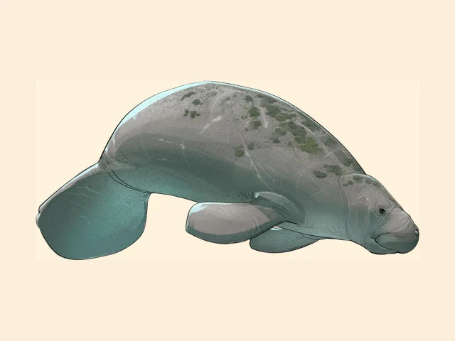 West Indian Manatee