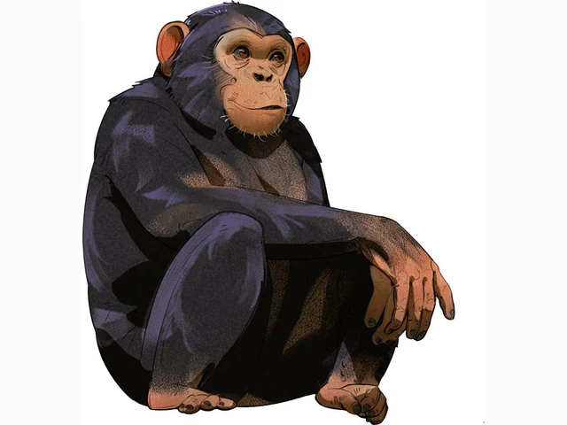 Western Chimpanzee