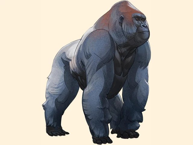Western Lowland Gorilla