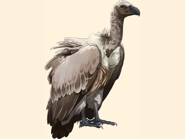 White Backed Vulture