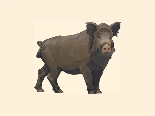 Wild Boar