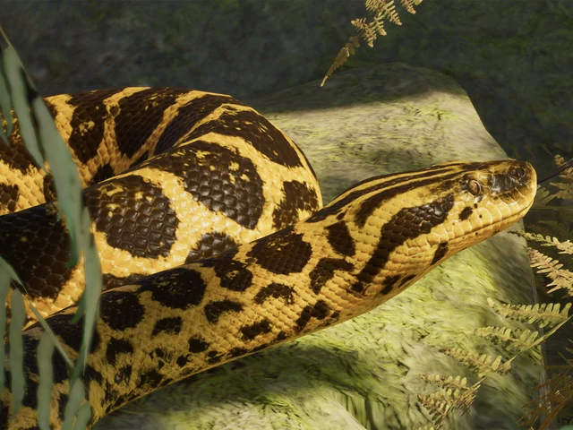 Yellow Anaconda