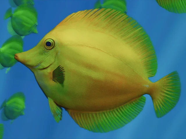 Yellow Tang